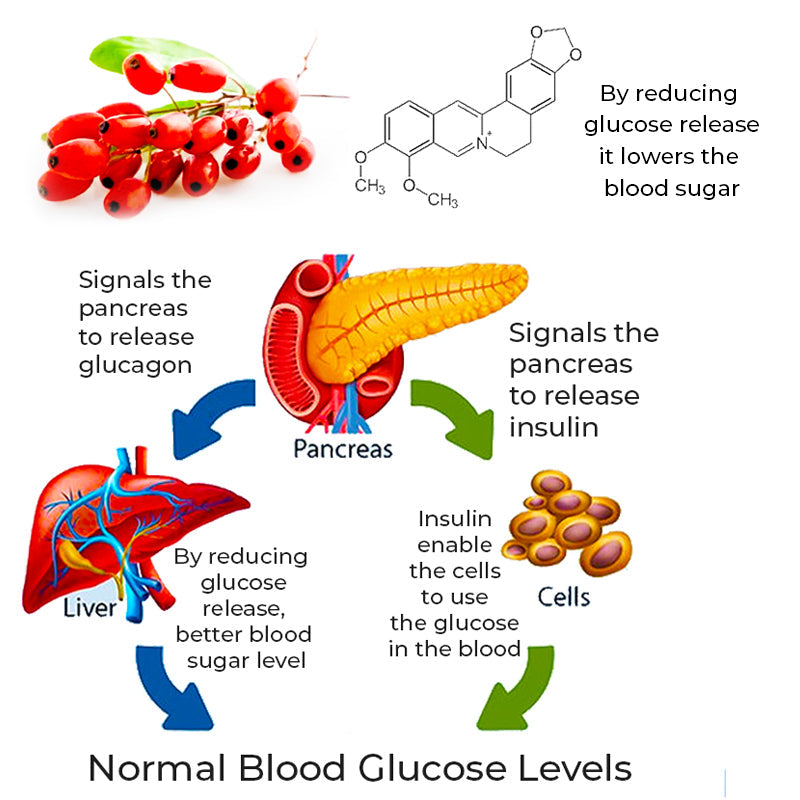 GFOUK ™SugarSync Health Control Aerosolizer